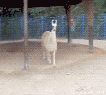 Llama saying no thanks