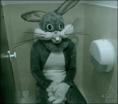 rabbit-in-toilet